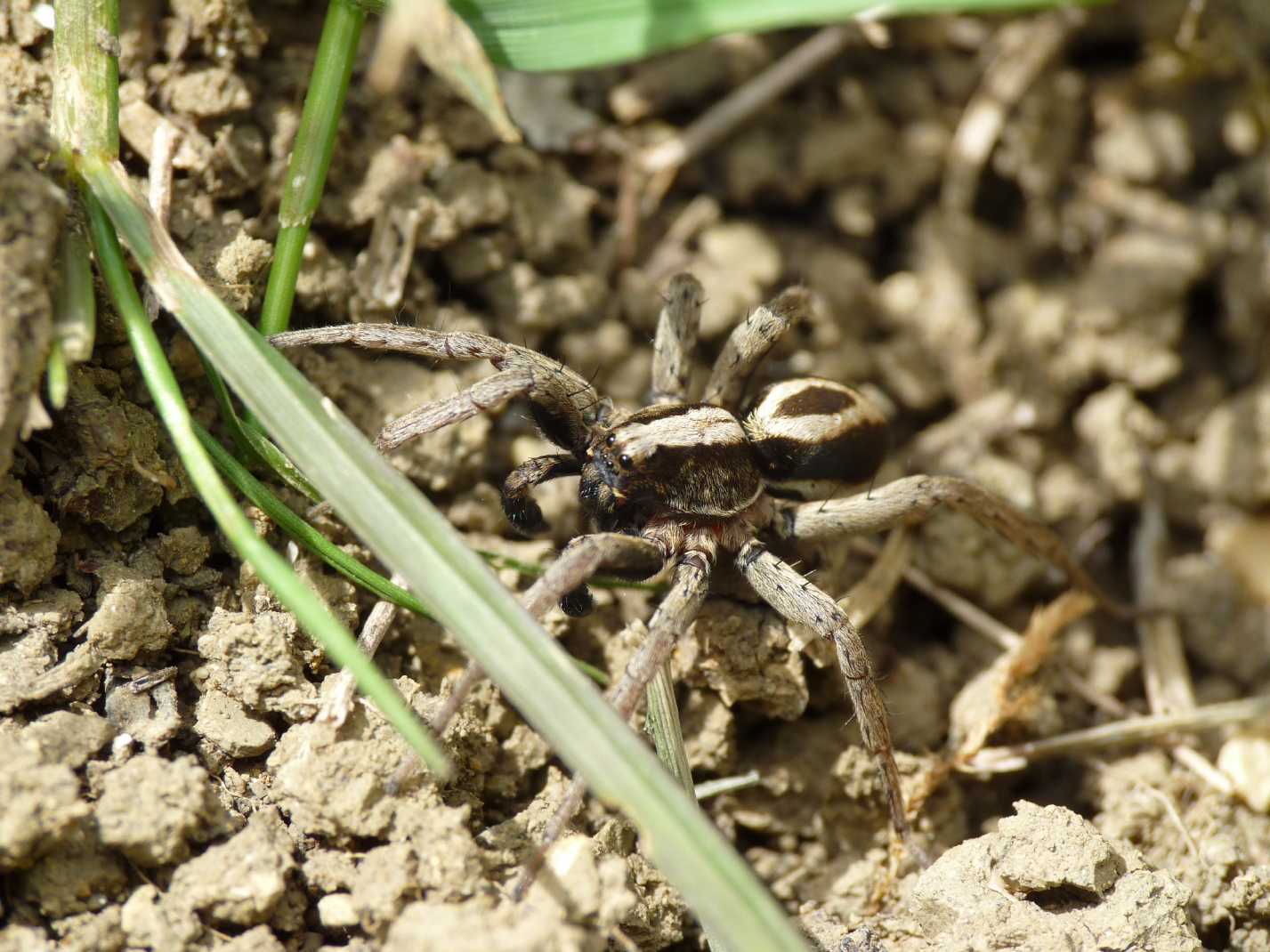 Alopecosa albofasciata maschio e femmina - Tolfa (RM)